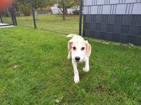 🐶 Buddy  5 Monate  Beagle-Mix-Bub