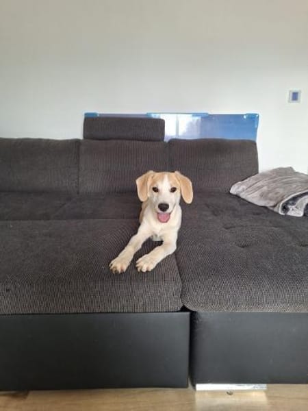 🐶 Buddy  5 Monate  Beagle-Mix-Bub