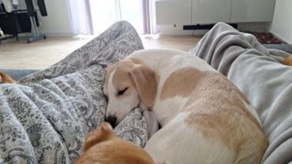 🐶 Buddy  5 Monate  Beagle-Mix-Bub