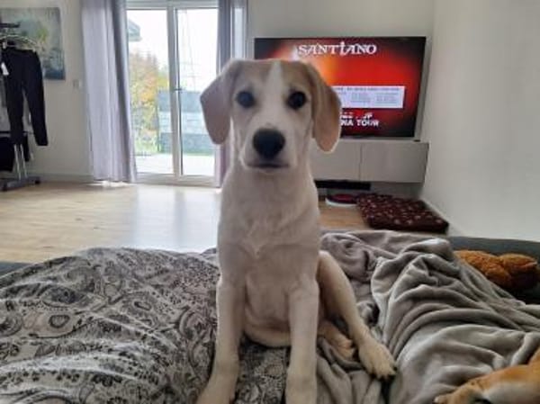 🐶 Buddy  5 Monate  Beagle-Mix-Bub