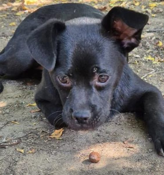 Móricz  9 Monate Mischling