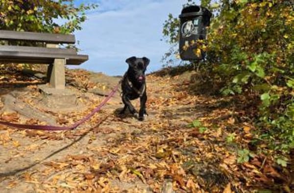 Móricz  9 Monate Mischling