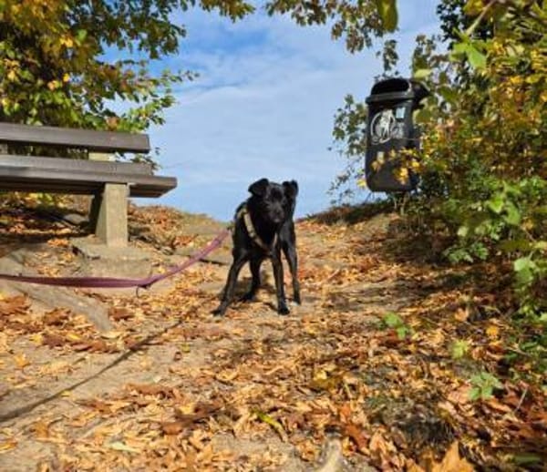 Móricz  9 Monate Mischling