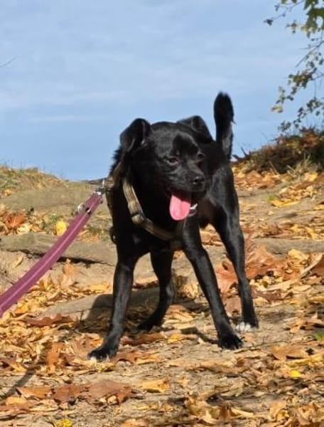 Móricz  9 Monate Mischling