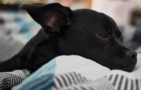 Móricz  9 Monate Mischling