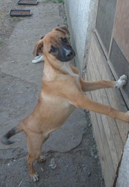 💕Svjetlana💕 sucht ihr großes Glück! 🐾