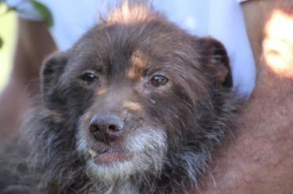 Inky - verschmuste, kleine Hündin