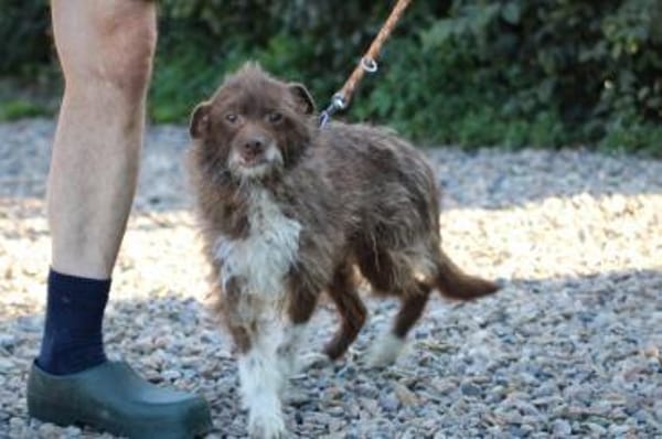 Inky - verschmuste, kleine Hündin