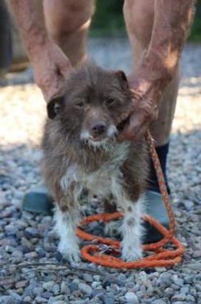 Inky - verschmuste, kleine Hündin