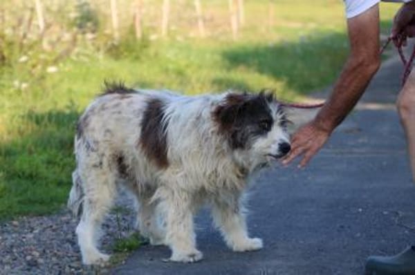 Kyreo - verschmust u. sehr lieb