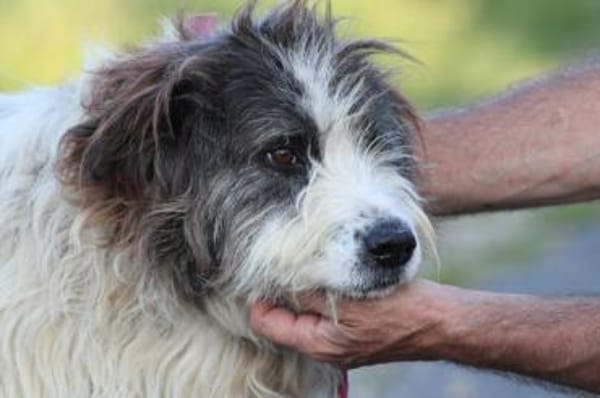 Kyreo - verschmust u. sehr lieb