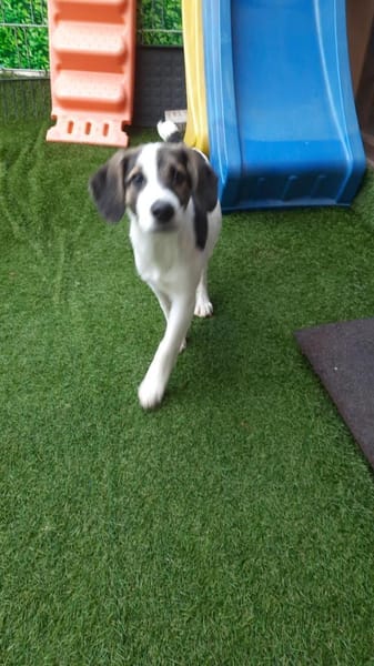 🐶 Snoopy  5 Monate  Beagle-Mix-Bub