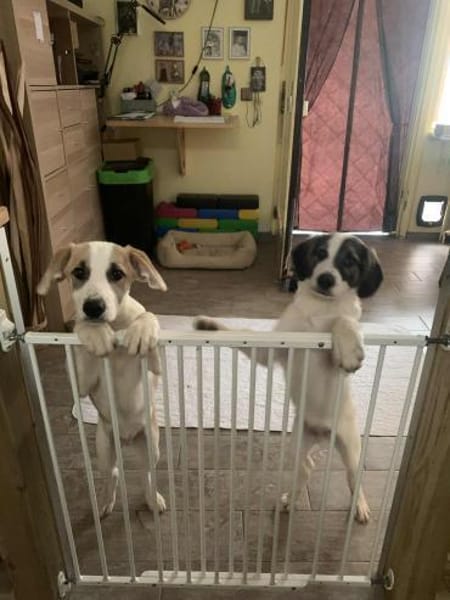 🐶 Snoopy  5 Monate  Beagle-Mix-Bub