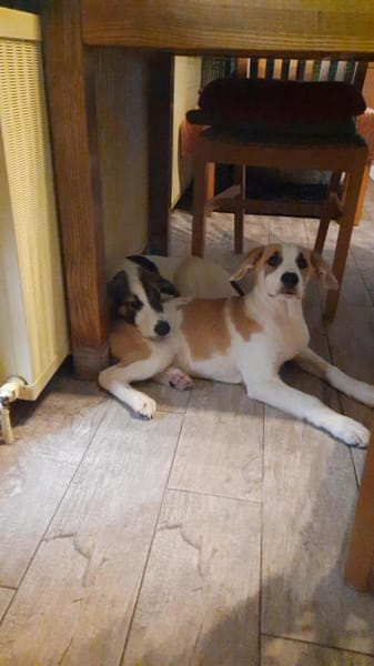 🐶 Snoopy  5 Monate  Beagle-Mix-Bub