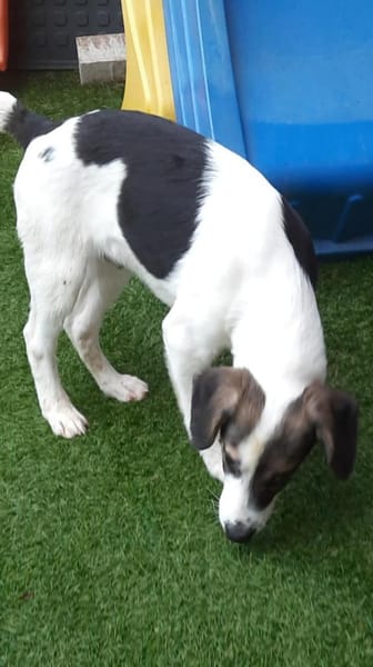 🐶 Snoopy  5 Monate  Beagle-Mix-Bub