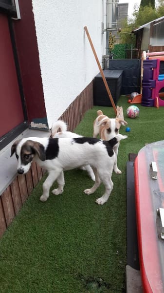 🐶 Snoopy  5 Monate  Beagle-Mix-Bub