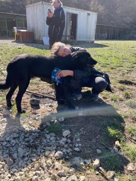 Pino - sanfter Rüde sucht Zuhause