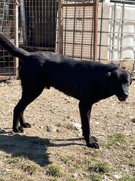 Pino - sanfter Rüde sucht Zuhause