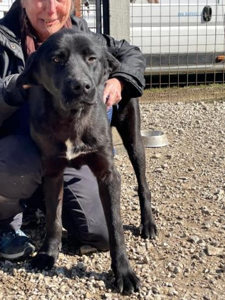 Pino - sanfter Rüde sucht Zuhause