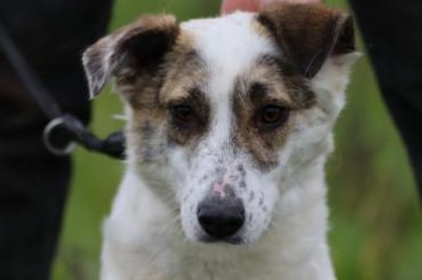 Elsa - kinderliebe Familienhündin