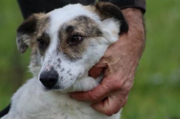 Elsa - kinderliebe Familienhündin