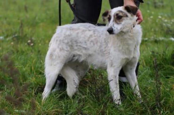 Elsa - kinderliebe Familienhündin