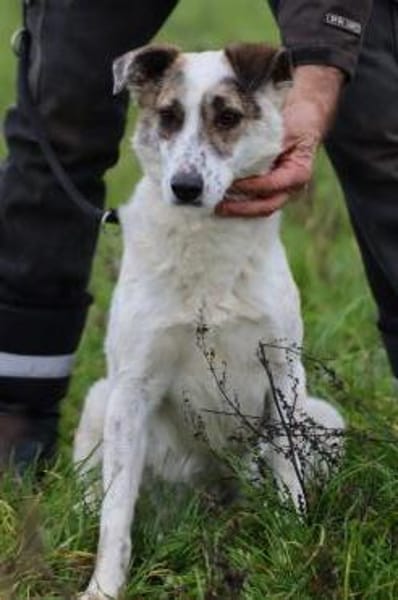 Elsa - kinderliebe Familienhündin