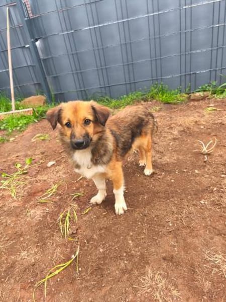 Kuschelmaus Sheilah sucht ihr Familie 🥰