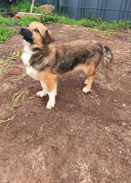 Kuschelmaus Sheilah sucht ihr Familie 🥰
