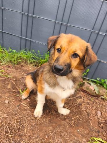 Kuschelmaus Sheilah sucht ihr Familie 🥰