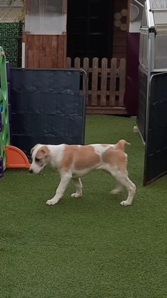 🐶 Cooper  5 Monate Beagle-Mix