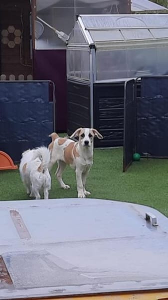 🐶 Cooper  5 Monate Beagle-Mix