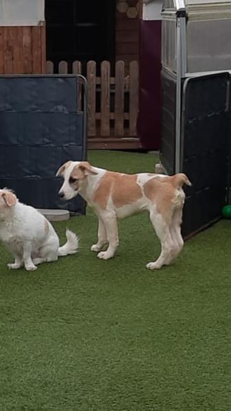 🐶 Cooper  5 Monate Beagle-Mix