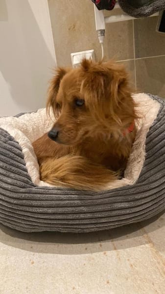 Tilo💙 kleiner Kämpfer sucht großes Herz