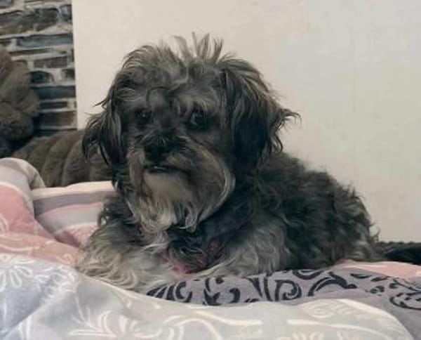 Joline - kleine Hundedame