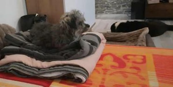 Joline - kleine Hundedame