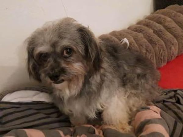 Joline - kleine Hundedame