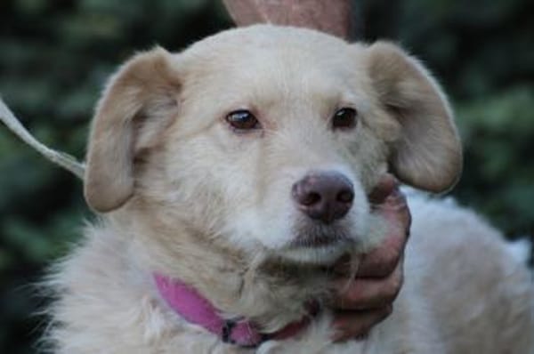 Diras - kinderlieber Familienhund