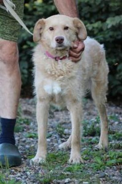 Diras - kinderlieber Familienhund