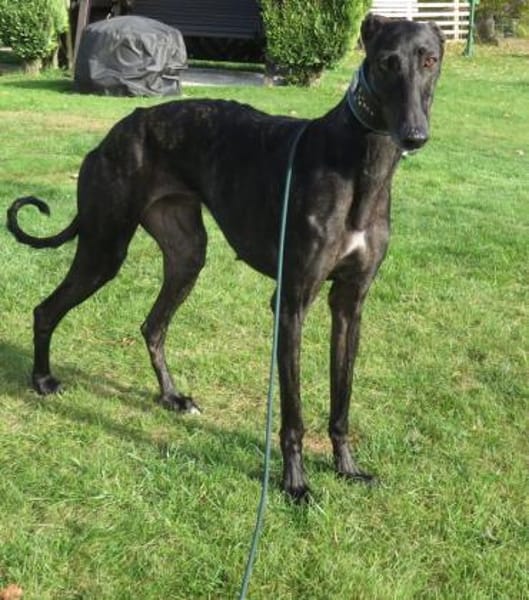 Zarte Galga sucht liebevolles Zuhause