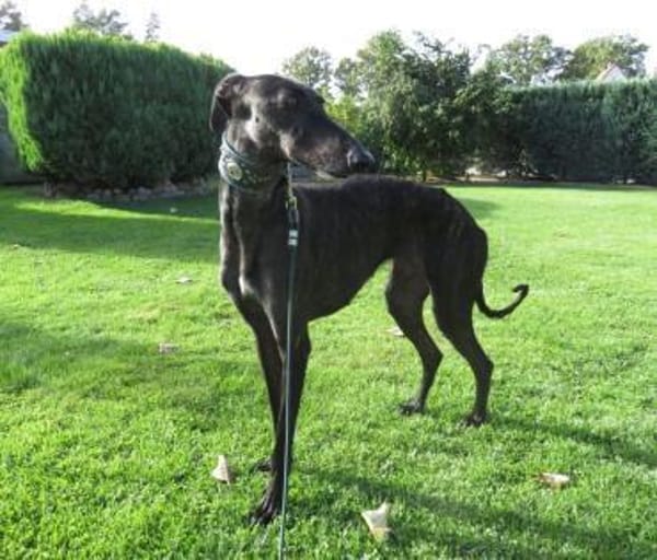 Zarte Galga sucht liebevolles Zuhause