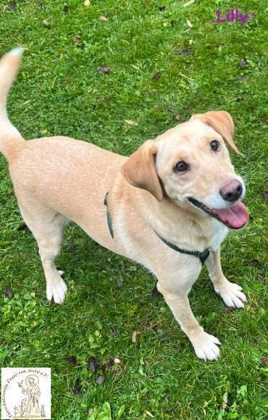 Lilly  eine Seele von Hund