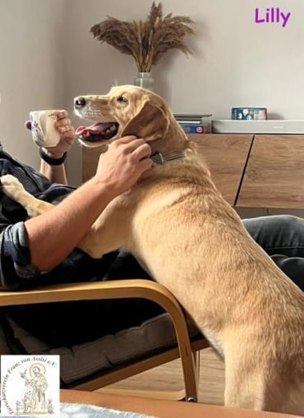 Lilly  eine Seele von Hund