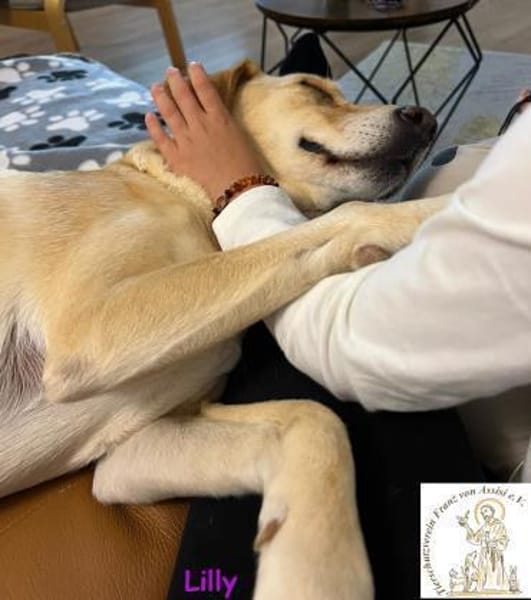 Lilly  eine Seele von Hund