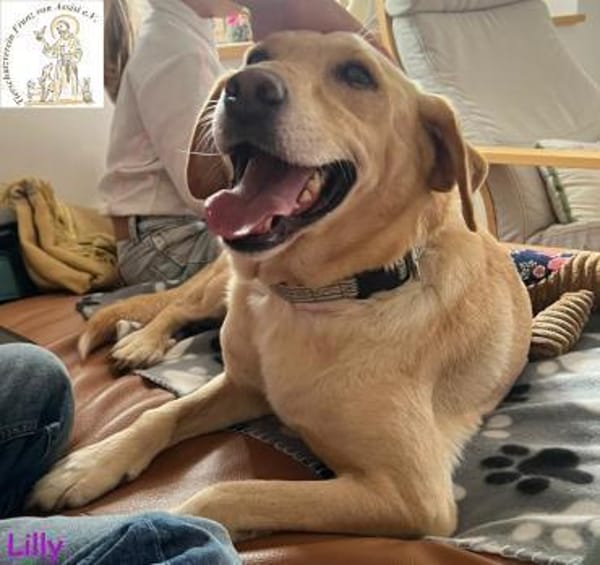 Lilly  eine Seele von Hund