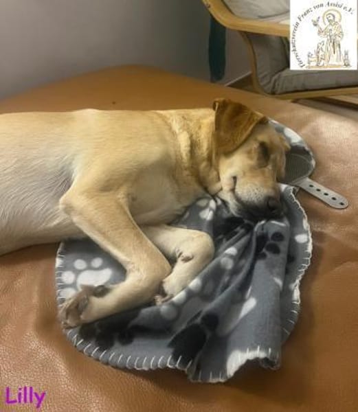 Lilly  eine Seele von Hund