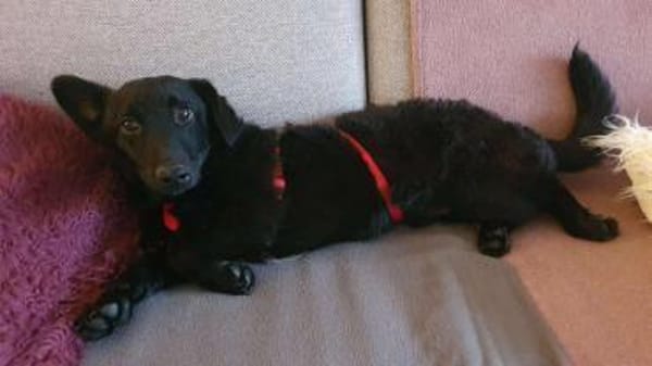 Lieber LENNI sucht Für-Immer-Zuhause