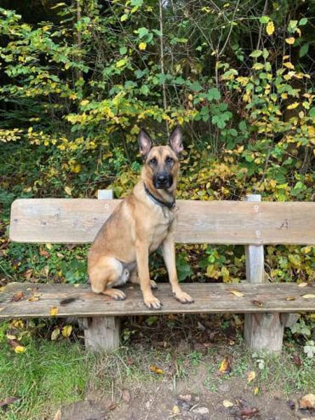 Nacho  Malinois sucht aktives Zuhause