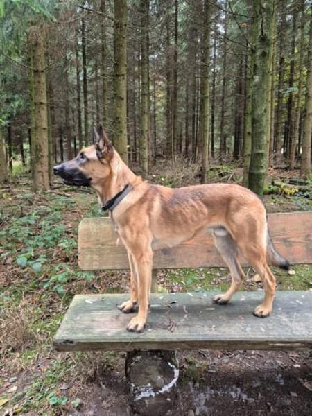 Nacho  Malinois sucht aktives Zuhause