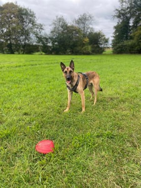 Nacho  Malinois sucht aktives Zuhause